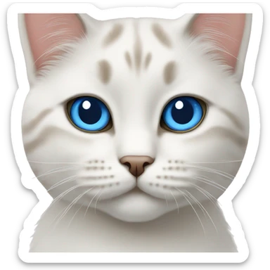color point scottish cat blue eyes sticker