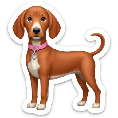 Red bone coonhound with pink collar sticker