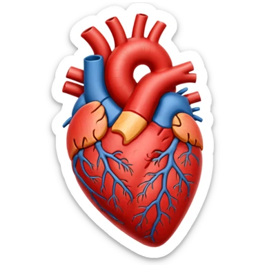 Anatomy heart  sticker