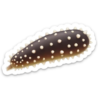 Sea cucumber  sticker