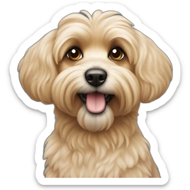 Caniche croisé yorshire sticker