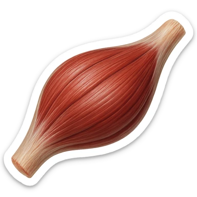 muscolo umano porzione anatomica iperrealistico sticker
