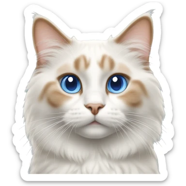 Orange and white ragdoll cat with blue eyes short haired sticker