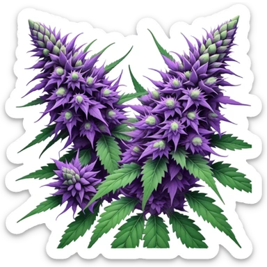 Purple marijuana sticker