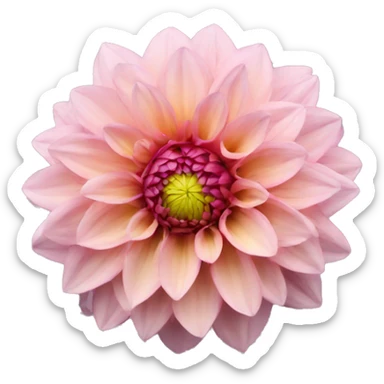 Dahlia  sticker