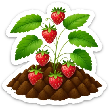strawberry plant with ground sticker