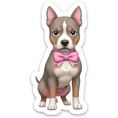 Gray amstaff with a pink bow sticker