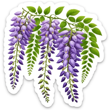 Wisteria raceme with mixed blooming stages - some flowers fully open in purple, others still in bud stage, hanging gracefully with green leaves sticker