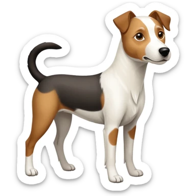 a full body large white parson russell looking dog the size of a kelpie with light brown ears and a light brown patch on one eye and a large snout sticker