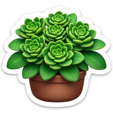 Cinematic Realistic Crassula Emoji, Compact and vibrant, with small, fleshy leaves arranged in thick, rounded clusters. The deep green hue of the leaves radiates calm, while their structured growth speaks of endurance. Soft glowing outline, capturing the essence of perseverance and tranquility in a crassula plant! sticker