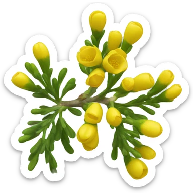 Acacia flower sticker