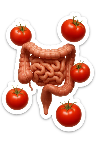 intestino umano anatomico con pomodori che gli fluttuano intorno, iperrealistico 4k sticker