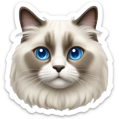 Ragdoll cat with blue eyes  sticker