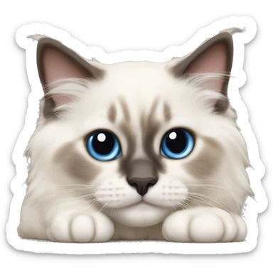 Ragdoll kitten laying  sticker