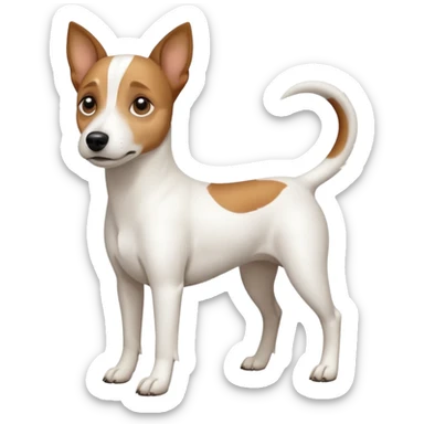 a full body white jack russel looking dog the size of a kelpie with light brown ears and a light brown patch on one eye, flopped down ears and a large snout sticker