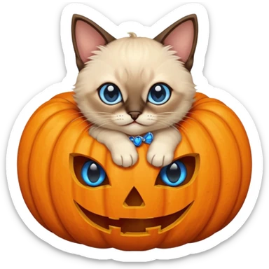 Siamese kitten in pumpkin with blue eyes  sticker