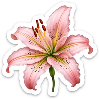 light pink tiger lily sticker