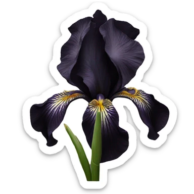 Black Iris flower dark black sticker