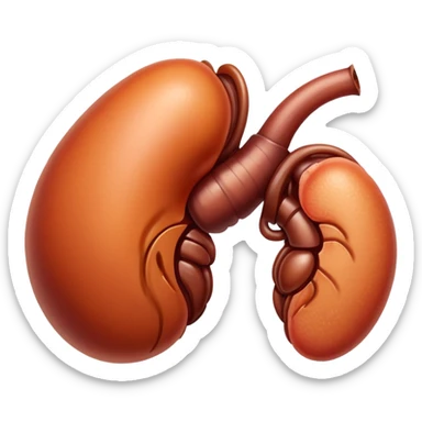 kidney sticker