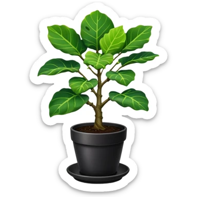 Small elegant fiddle leaf fig tree in a black pot with drip tray sticker