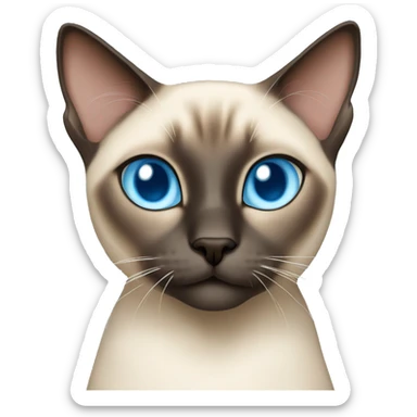 Female Siamese cat with light blue eyes sticker