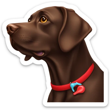 Chocolate lab with red bone toy  sticker