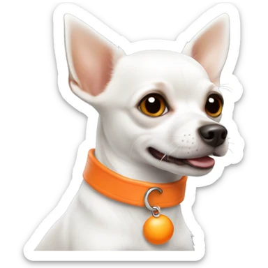 white chihuahua terrier with orange collar sticker
