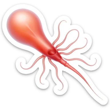 A single sperm cell, reproductive biology sticker