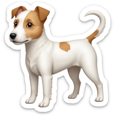 a full body slightly chubby white parson russell terrier looking dog the size of a kelpie with light brown long ears and a light brown patch on one eye and a large snout. the rest of the dog is completely whiteforward facing sticker