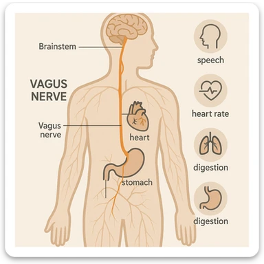vagus nerve highlighted on human body, medical infographic style, neutral colors, clearly marked vagus nerve path, explanatory icons, brief text, light background sticker