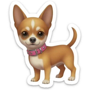 Little cute brown and tan applehead chihuahua witqh a pink motorcycle collar sticker