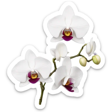 Orchids  sticker