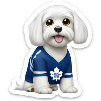 White Maltese with Toronto maple leafs sweater  sticker