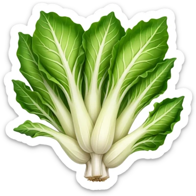 green blegian endive radicchio slim single head  sticker