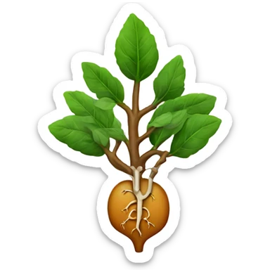 root for medicine sticker