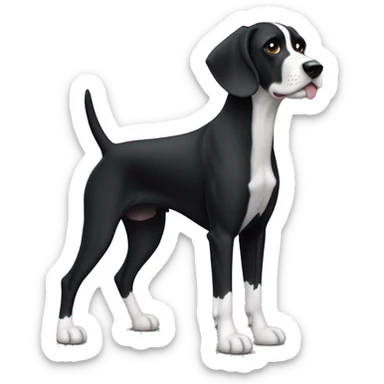 A short-haired pointer dog (full body) with a very black coat and pure white markings (white belly, white feet without spots, and white tip of the long black tail) and and a fully back head with very little white hair on the black snout. sticker