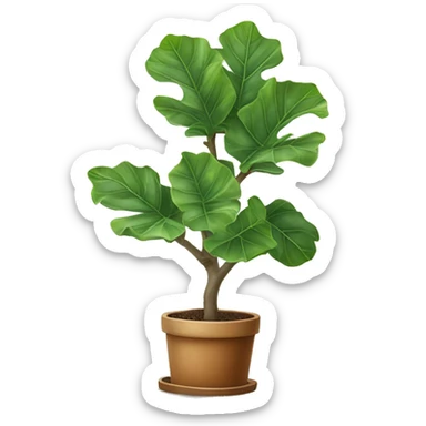 fiddle leaf fig tree sticker