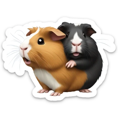 Guinea pigs fighting sticker
