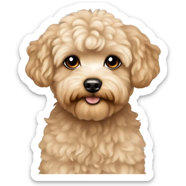 Light brown and beige maltipoo  sticker