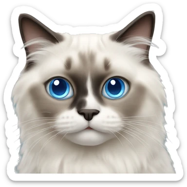 ragdoll cat with blue eyes sticker