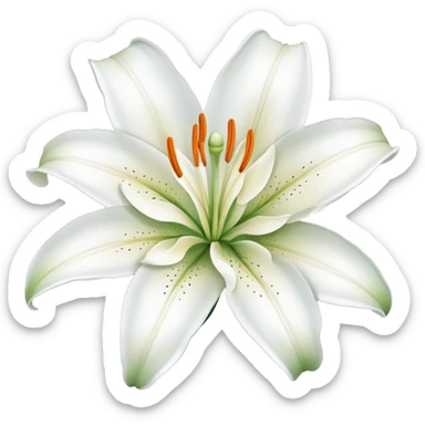 beautiful lily flower with white petals sticker