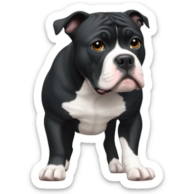 Black American Bully with a little bit of white sticker