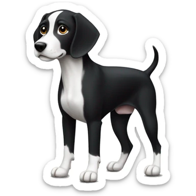 a sleek pointer dog with a dark black coat and white markings (white belly, feet, and tail tip). sticker
