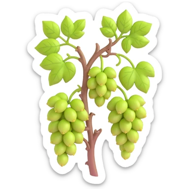 early spring grapevine with new buds sprouting, early summer grapevine with leaves beginning to grow, no background sticker