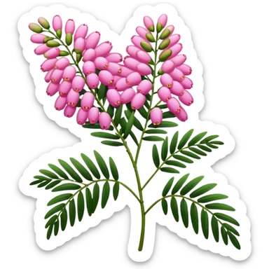 Pink Mimosa with flower  sticker