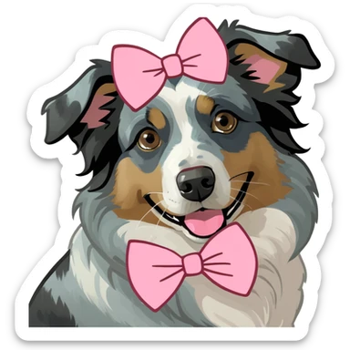 Australian Shepherd blue Merle, dog wearing a pink bow sticker