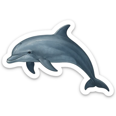 Dolphin sticker