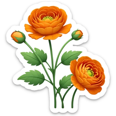 Orange Rununculus with stems sticker