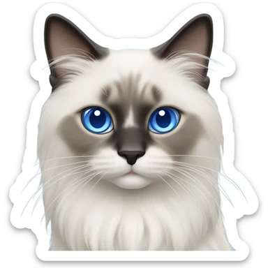Two Blue point ragdoll cats with medium length hair, with blue eyes  sticker