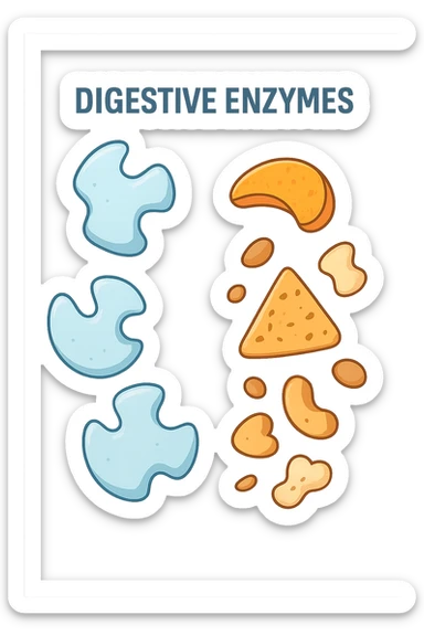 enzimi digestivi sticker